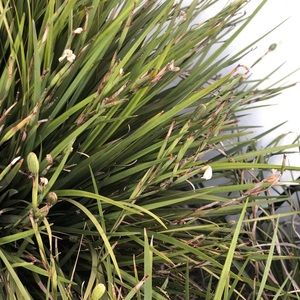 Meet your Posher, Consuelo